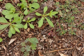 weeds01