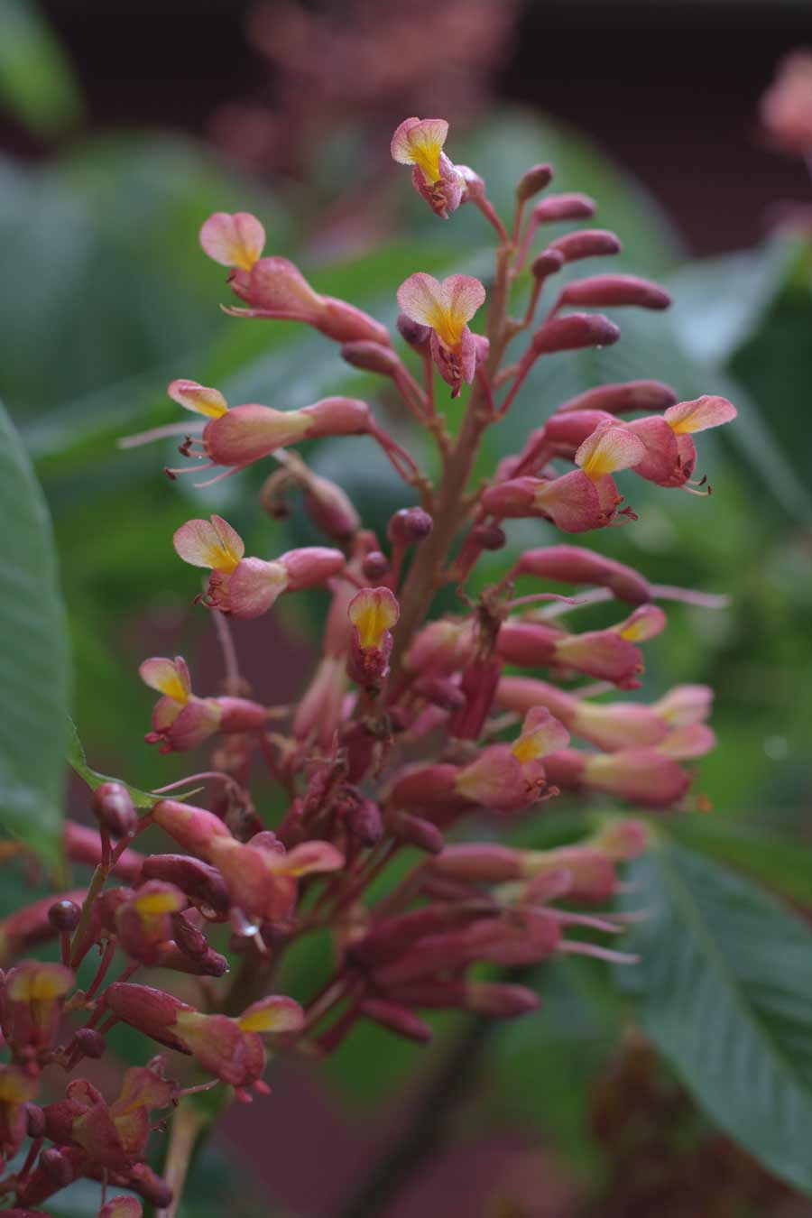 red buckeye blossoms