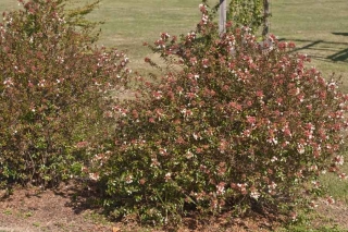 abelia02