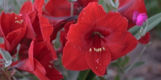 amaryllis01.jpg