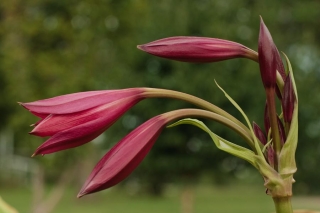 crinum-ellen-bos02.jpg