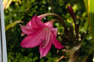 crinum-ellen-bos01.jpg