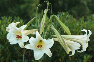 lilium-formosanum01