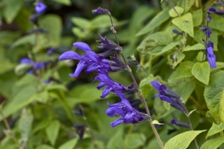 salvia-bb