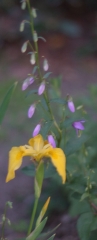 yellowiris01.jpg