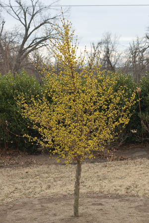 cornus-mas_02.jpg