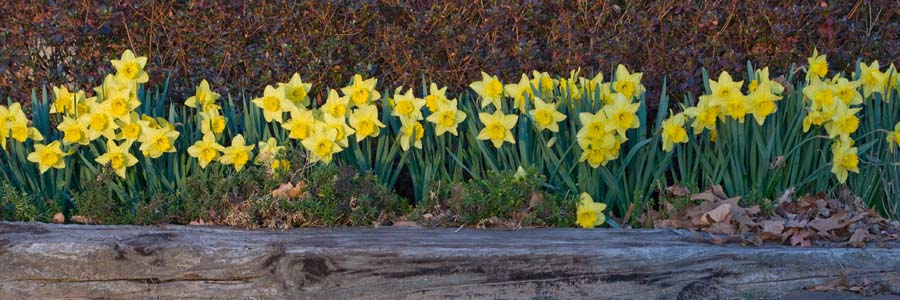 daffodil02.jpg