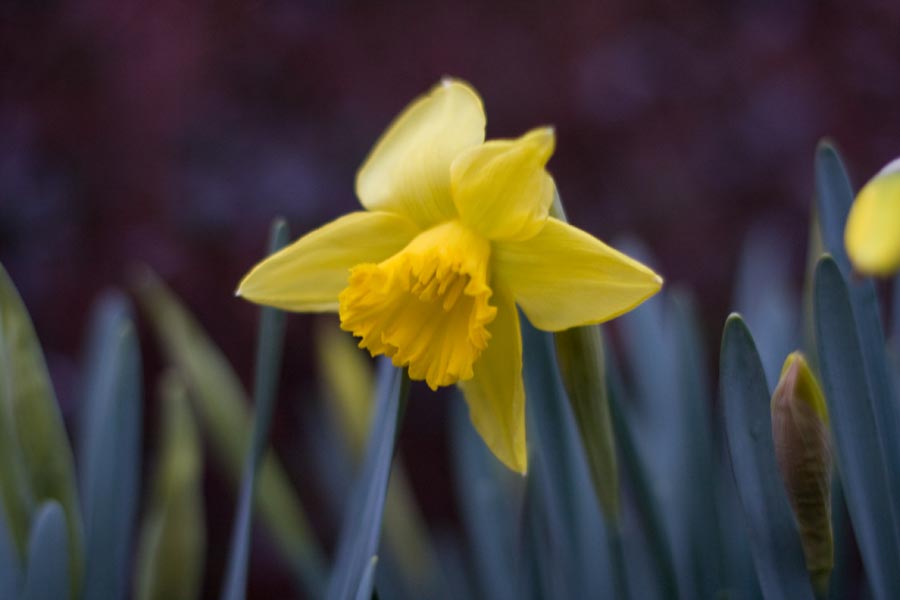 Daffodil
