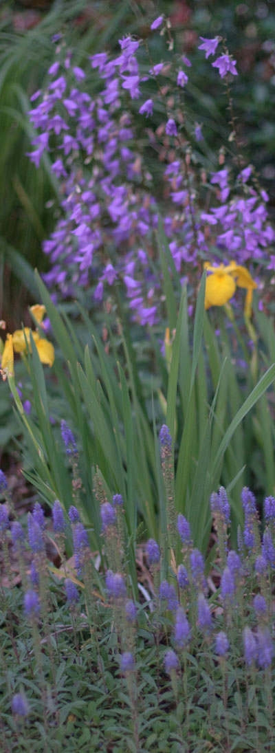 iris-ladybells-veronica.jpg