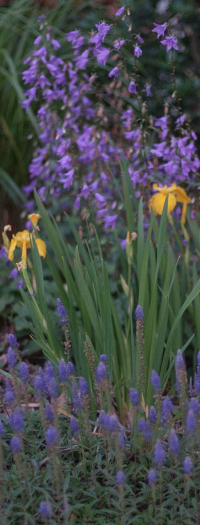 iris-ladybells-veronica02.jpg