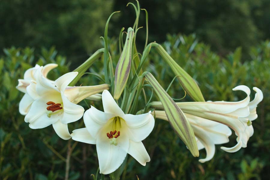 lilium-formosanum01