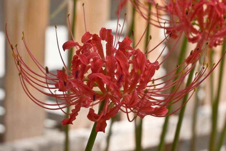 lycoris-rad09
