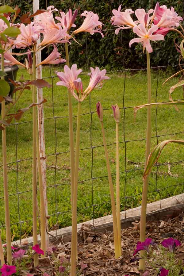 lycoris-squ01