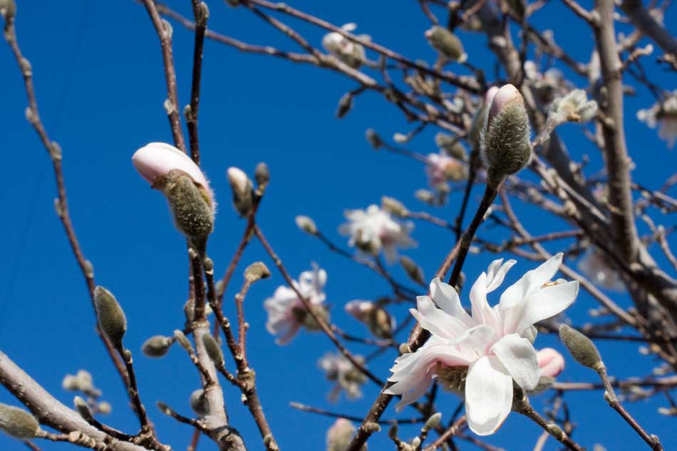 magnolia-stellata.jpg