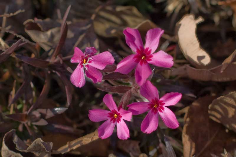 phlox20090121.jpg