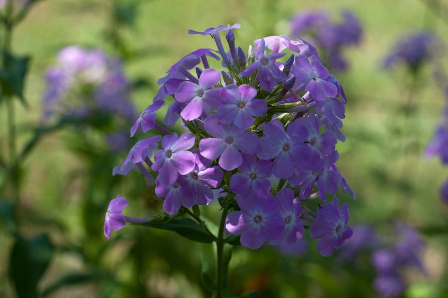 tall-phlox01
