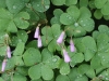 Oxalis