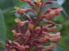 red buckeye blossoms