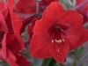amaryllis01.jpg