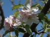 appleblossom01.jpg