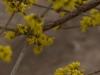 cornus-mas_01.jpg