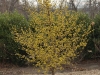 cornus-mas_02.jpg