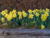 daffodil02.jpg