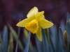 Daffodil
