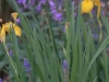 iris-ladybells-veronica.jpg