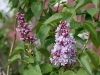 lilac01.jpg