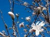 magnolia-stellata.jpg