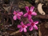 phlox20090121.jpg