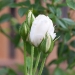 whiterose01.jpg