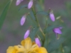 yellowiris01.jpg
